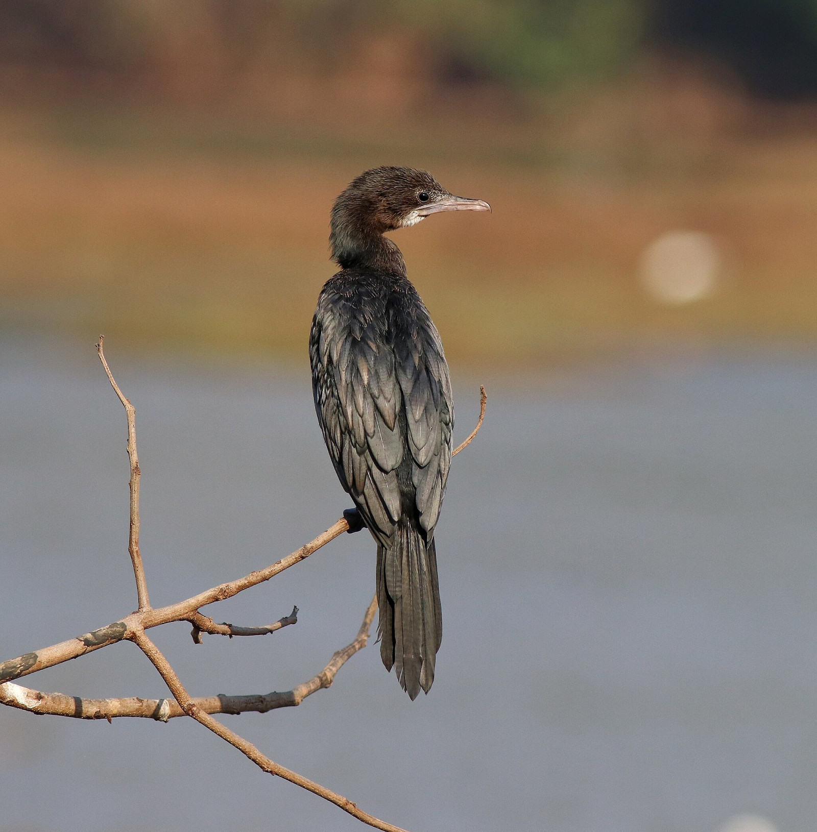 image Little Cormorant